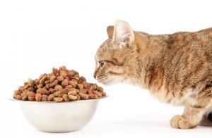gato-desnutrido-comida