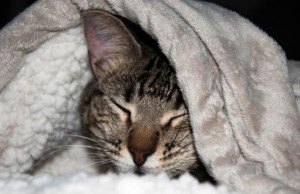 gato-desnutrido-manta
