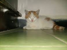 gato van turco 3