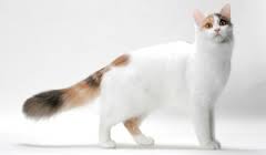 gato van turco