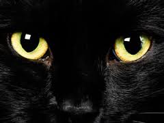 gatos negros 2