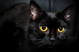 gatos negros 3