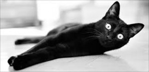 gatos negros