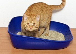 parasitos-en-gatos