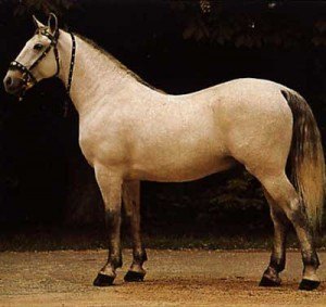 caballo caspio 2