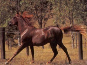 caballo caspio 3
