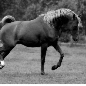 caballo caspio