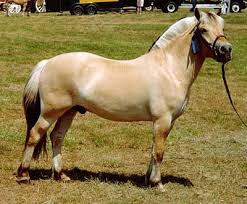 caballo fiordo 2