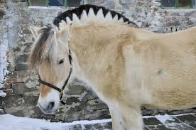 caballo fiordo 3