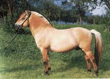 caballo fiordo