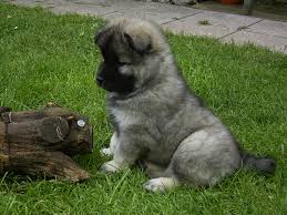 eurasier 3