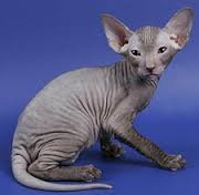 gato peterbald 3