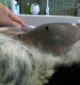 Cistitis en los Perros 3