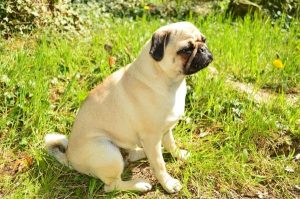 Cistitis en los Perros