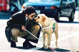 Perro lazarillo 2