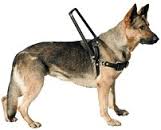 Perro lazarillo 3