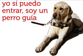 Perro lazarillo 5