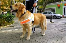 Perro lazarillo 6