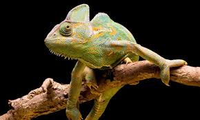 camaleon 4
