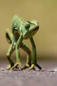 camaleon 5