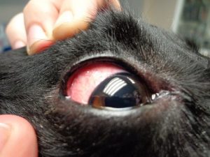 ojos rojos en perros 2