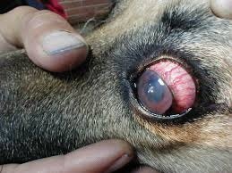 ojos rojos en perros 3