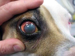 ojos rojos en perros