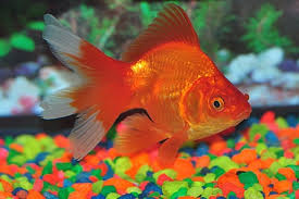 Pez dorado o carassius auratus 2