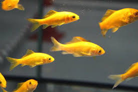 Pez dorado o carassius auratus 3