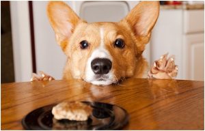 maneras de divertirte con tu mascota