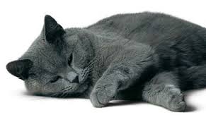 gato Cartujo 2