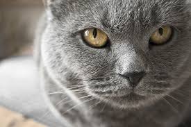 gato Cartujo
