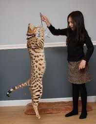 gato-savannah-2