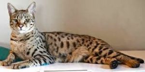 gato-savannah-3