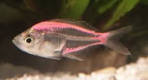 indian-glassy-fish