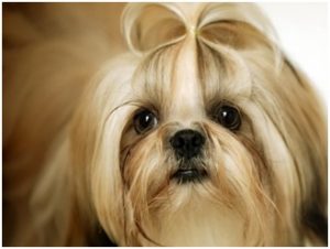 alimentos-que-cuidan-el-pelaje-del-perro-2