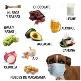 alimentos-que-cuidan-el-pelaje-del-perro