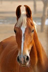 caballo Marwari 2