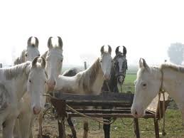 caballo Marwari 3