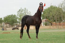 caballo Marwari