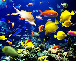 consejos-para-comprar-peces