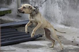 maltrato-animal-3