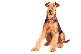 airedale-terrier-2