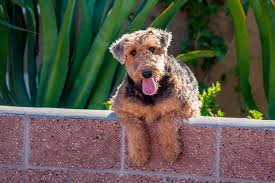 airedale-terrier-4