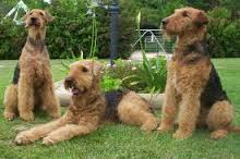 airedale-terrier-5