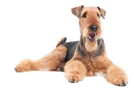 airedale-terrier