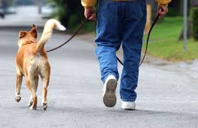 como-pasear-a-tu-perro-2