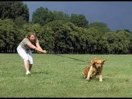 como-pasear-a-tu-perro-3