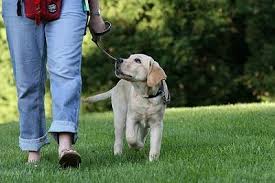 como-pasear-a-tu-perro