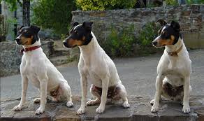 ratonero-andaluz-2